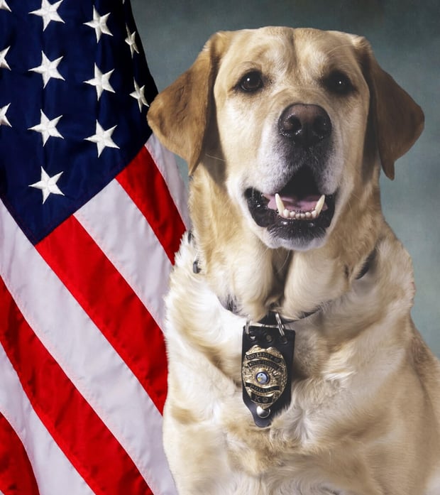 USFPD K9 Snowbird poses in front of the American flag.