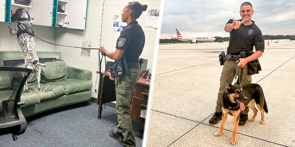 (left) Officer Frankie Rodriguez-Soto and K9 Scout practice locating target odors. (right) USFPD Sgt. Mark Aristizabal trains K9 Toro at the Tampa International Airport.
