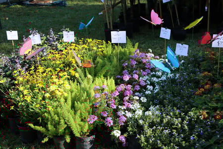 usf-spring-plant-festival-plants
