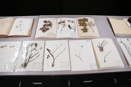 Plants stores in USF Herbarium