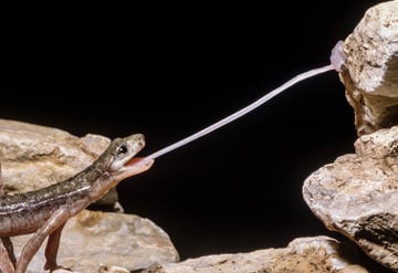 Salamander catching a bug with its tongue